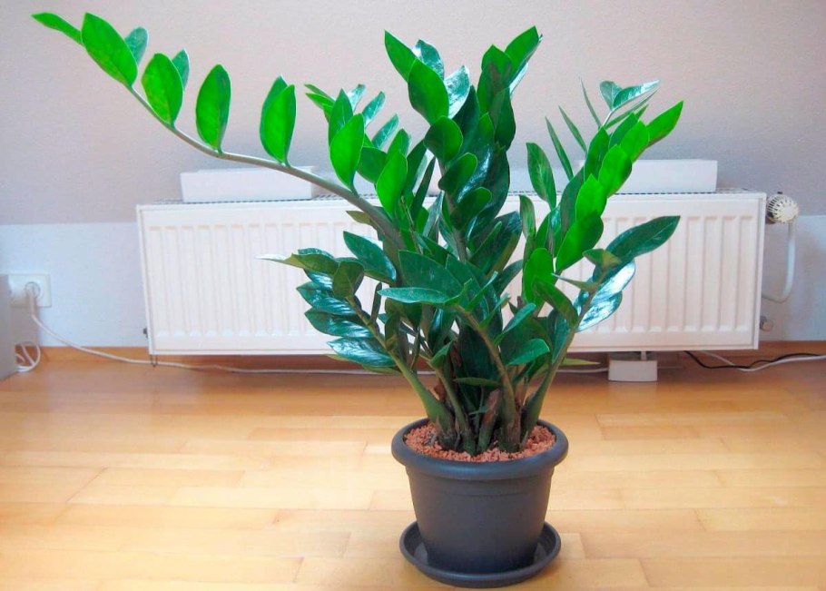 Замиокулькас замиелистный