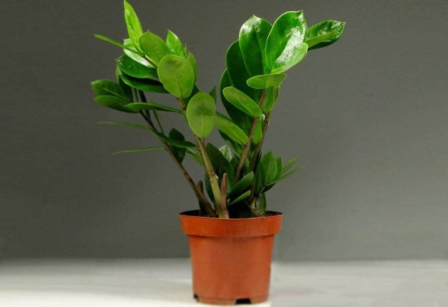 Эмеральд пальм