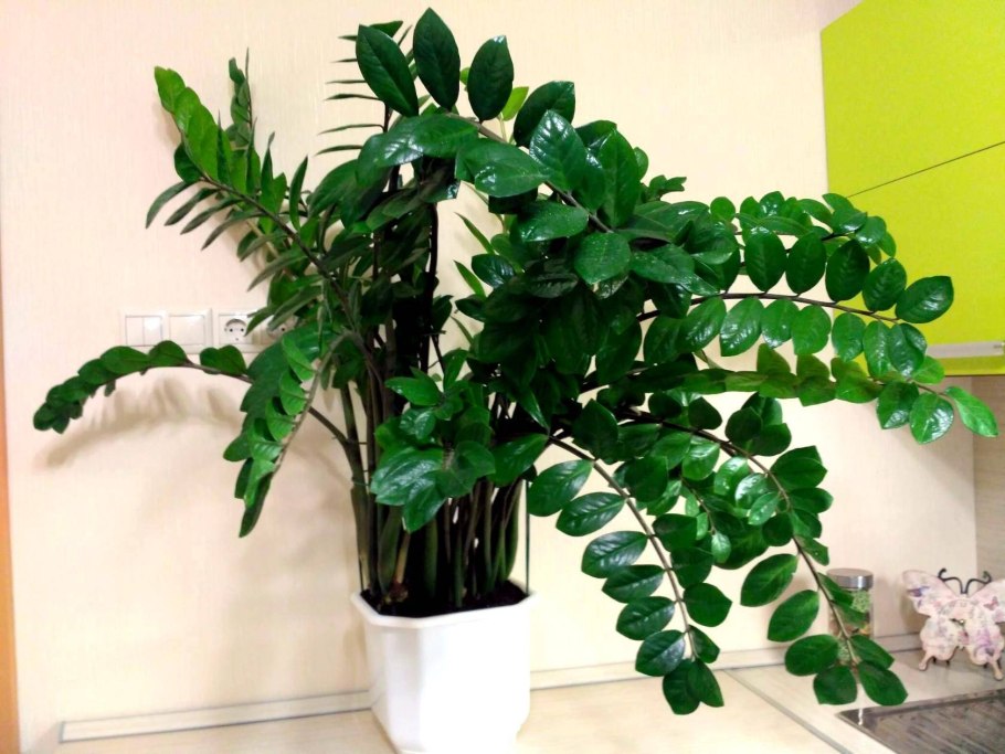 Горшок под замиокулькас