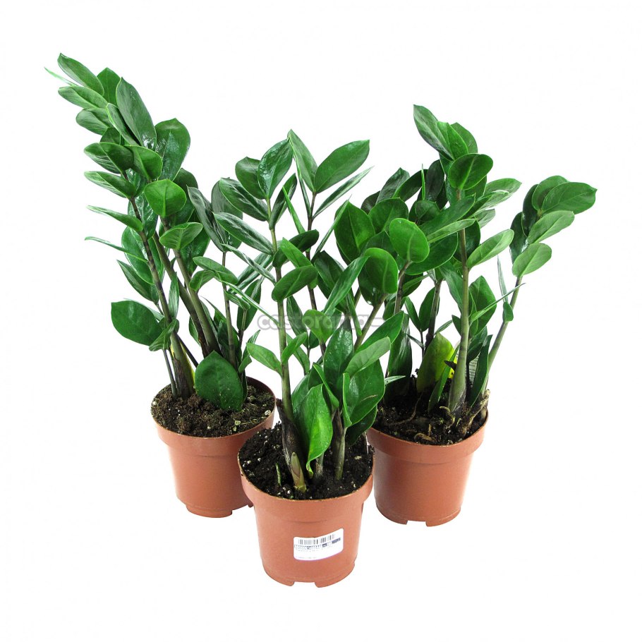 Замиокулькас 27/100