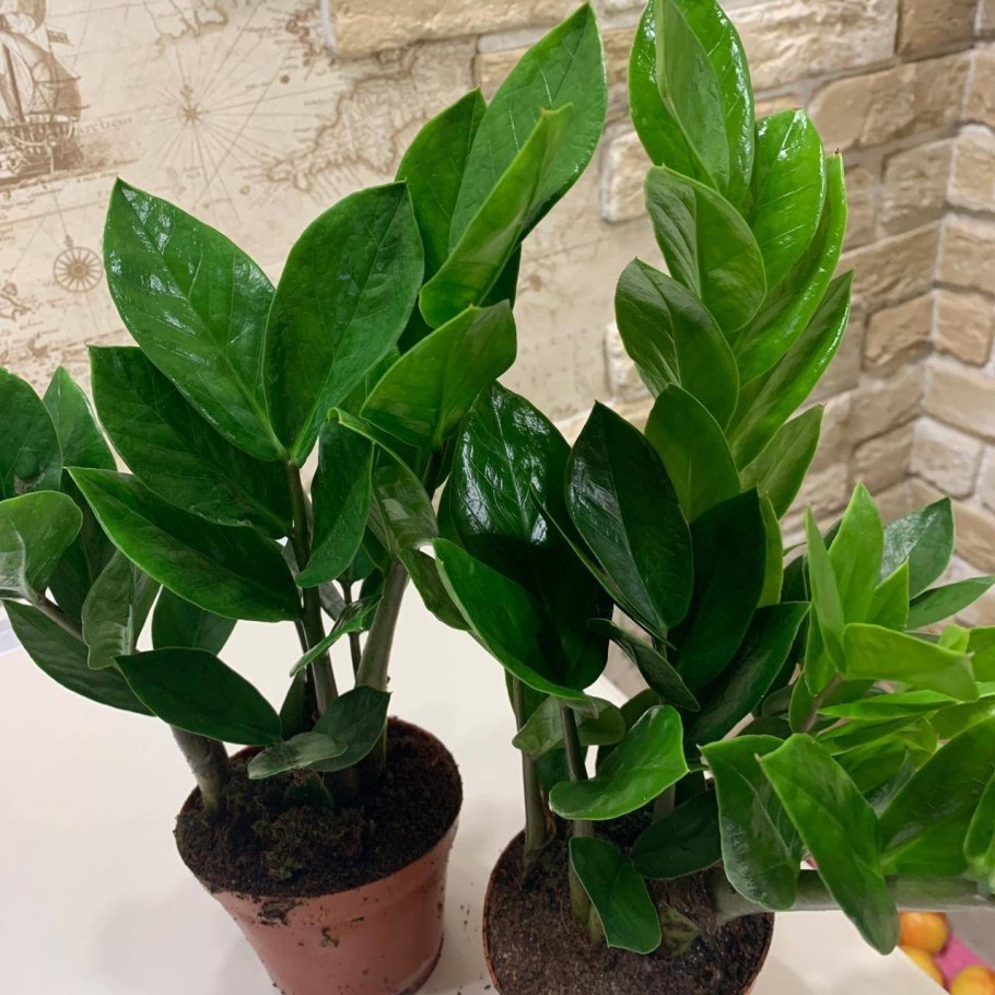 Замиокулькас zamiifolia