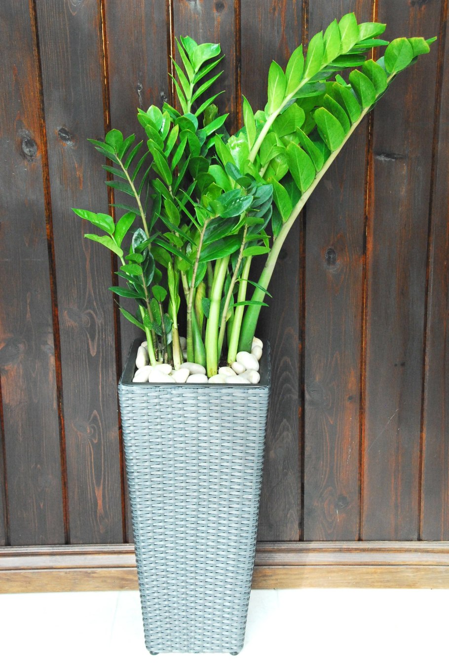 Растение замиокулькас