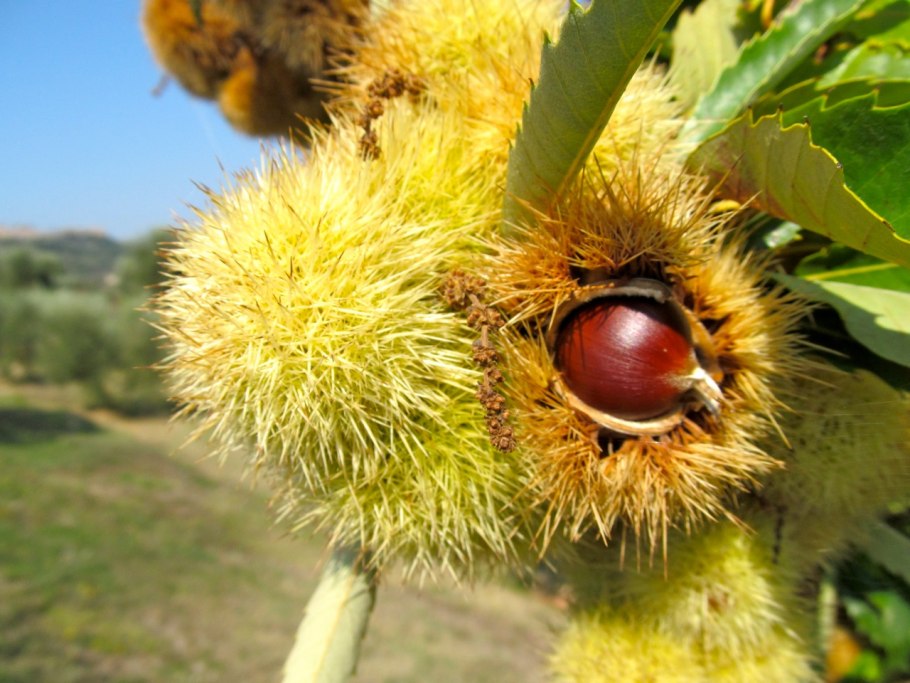 Конский каштан съедобный