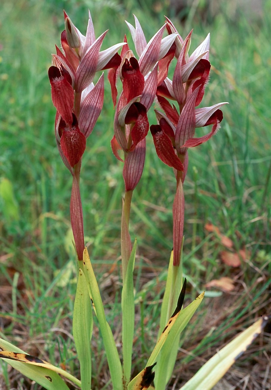 Серапиас сошниковый Serapias vomeracea