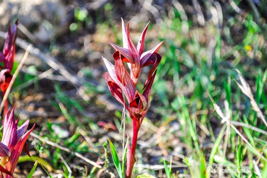 Серапис сошниковый