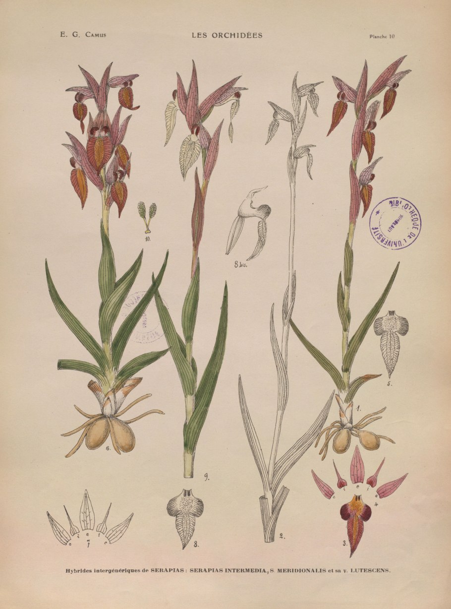 Серапиас сошниковый