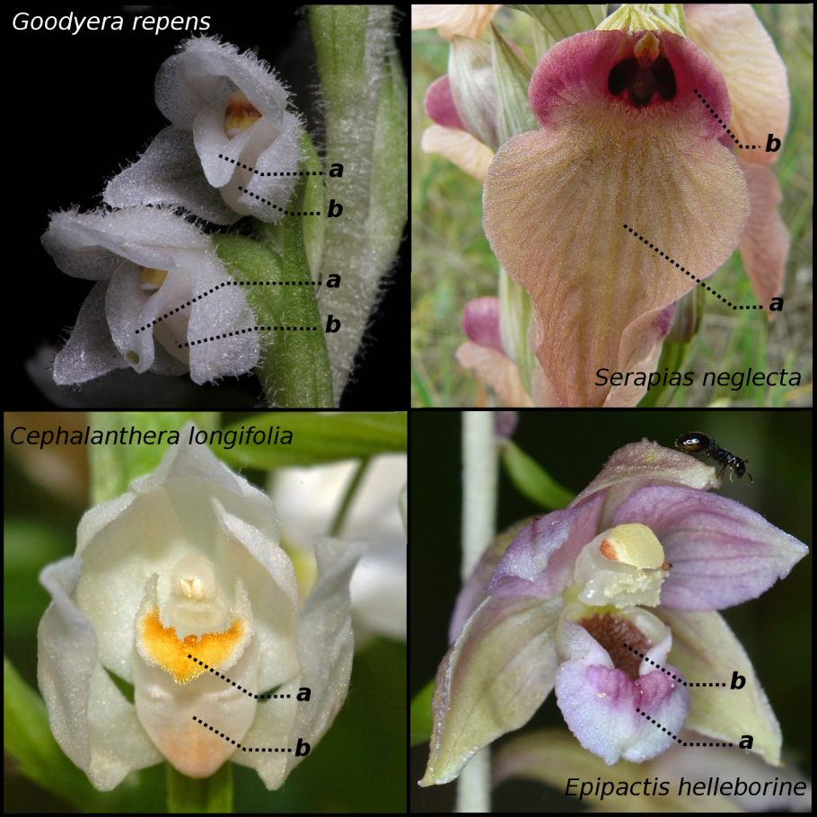 Майник Сибирский