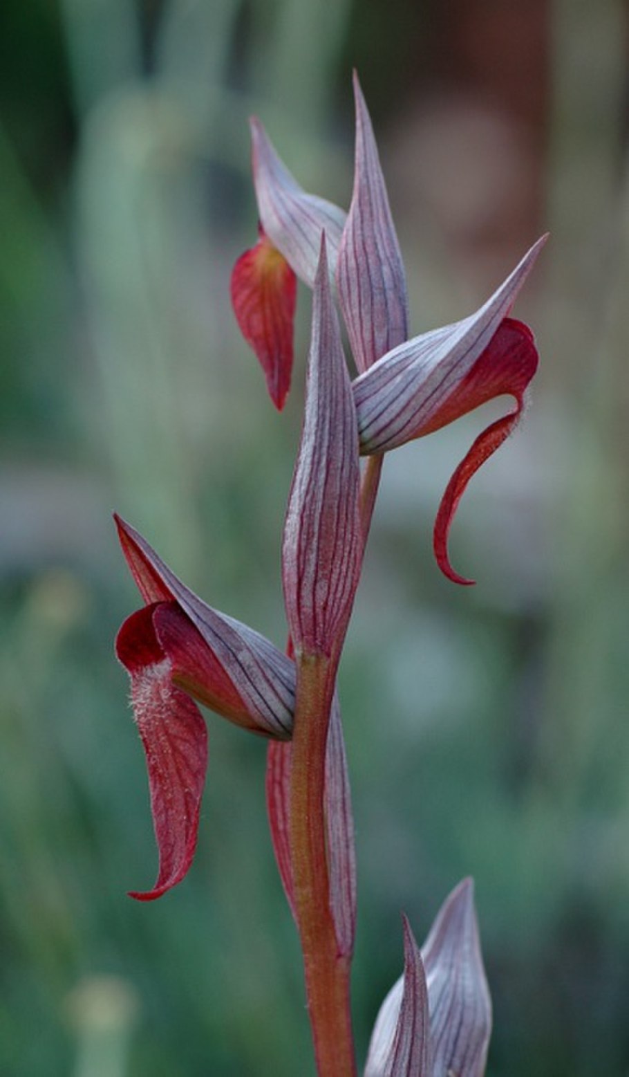Орхидея Серапиас