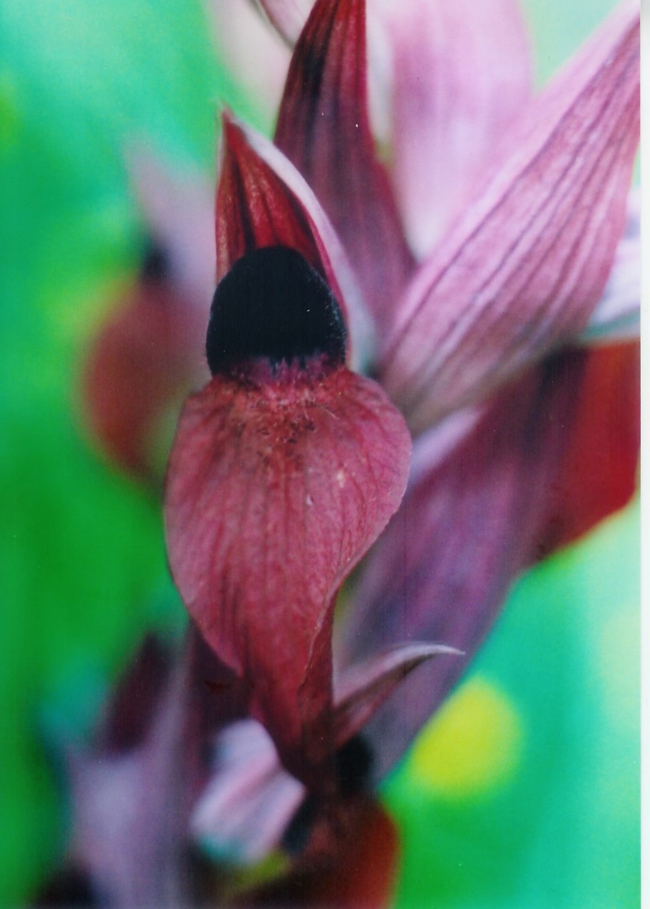 Бигуди BABYLISS Pro babts6gse