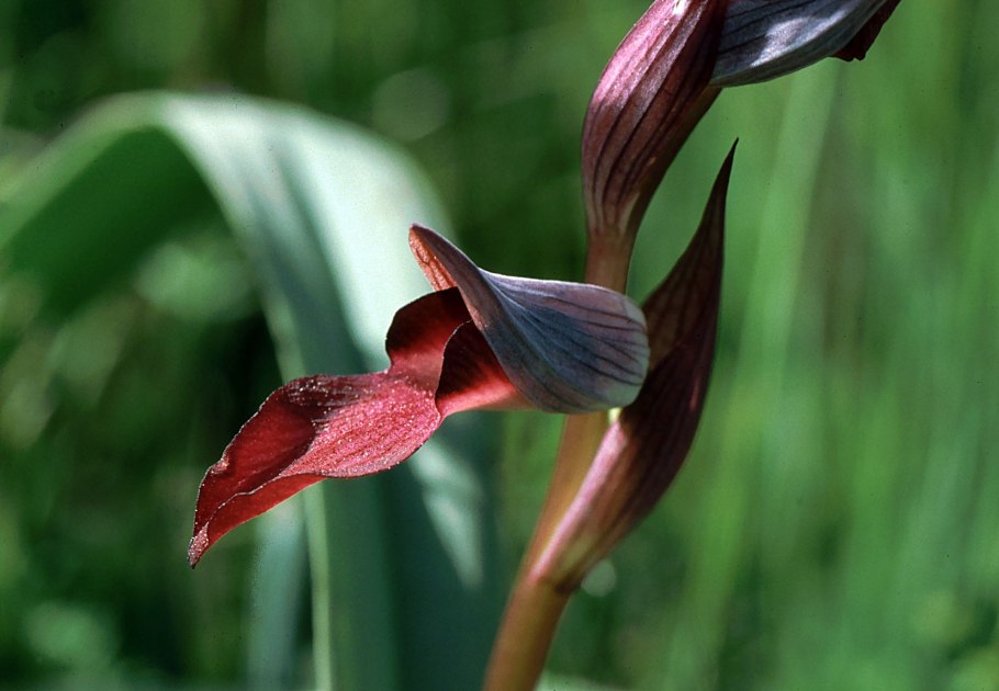 Серапиас сошниковый