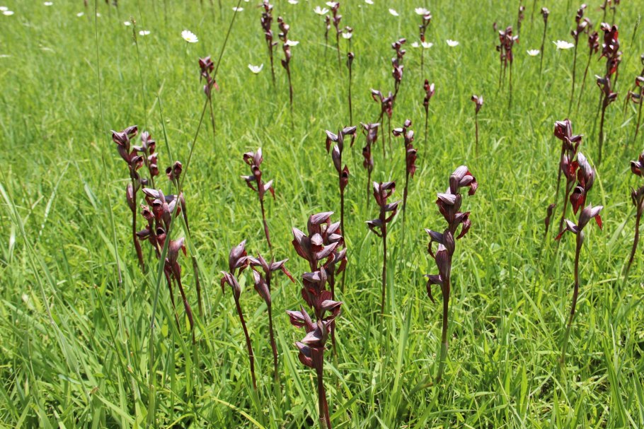 Серапис Орхидея