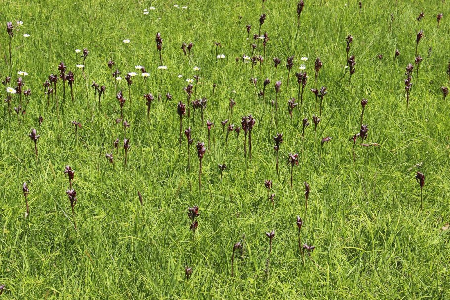 Серапис сошниковый