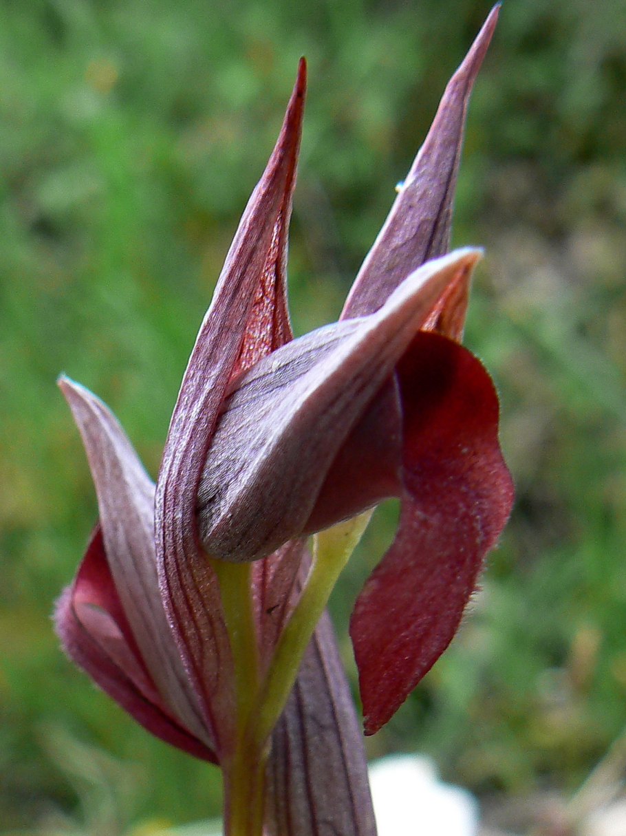 Сарапис Мензис