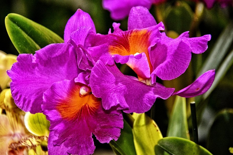 Дремлик Сабина -Орхидея для сада