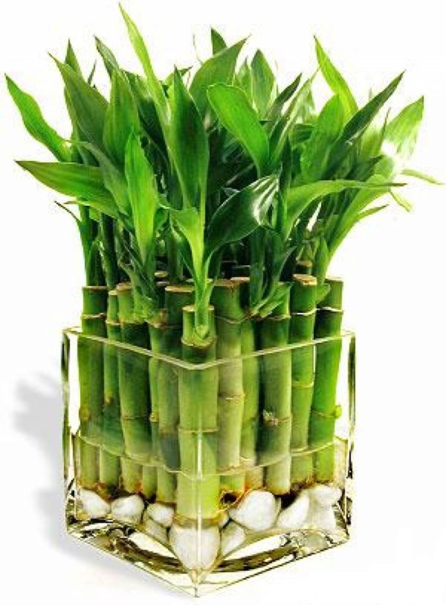 Драцена Сандера счастливый бамбук