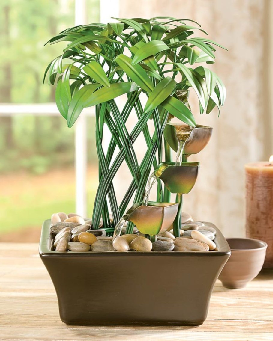 Драцена Сандера