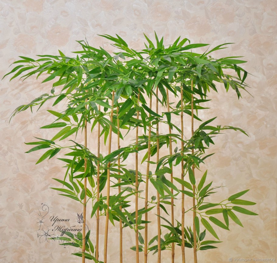 Бамбук Драцена Сандера