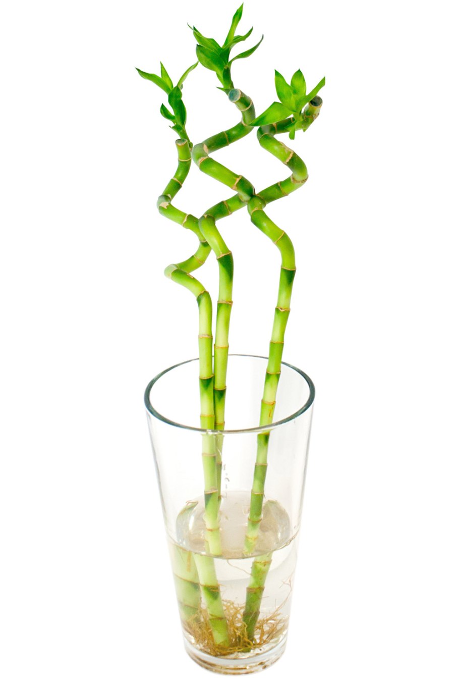 Комнатный бамбук Драцена Сандера