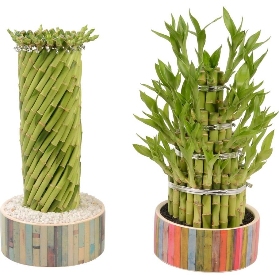 Бамбук домашний