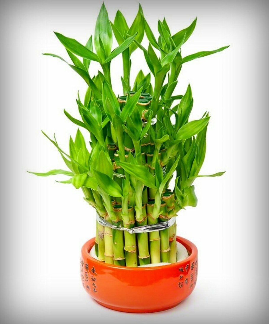 Драцена лаки бамбук