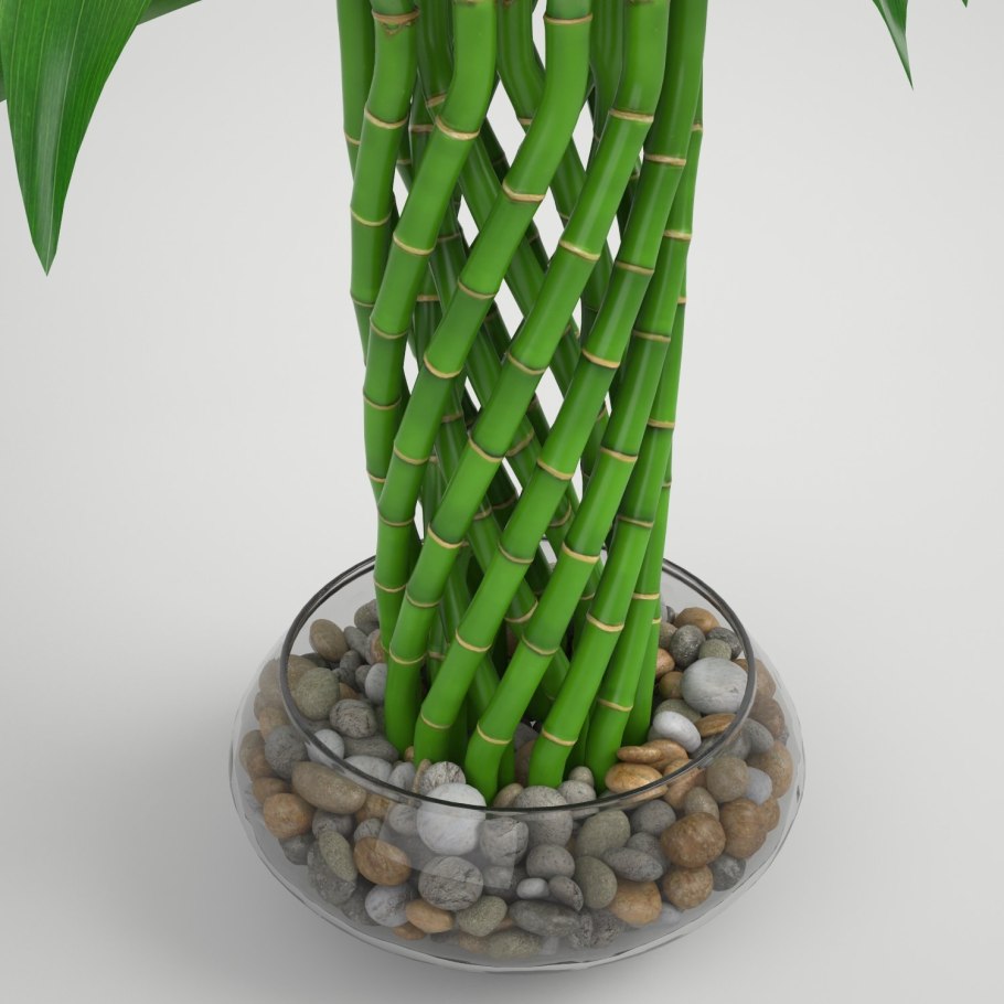 Драцена Сандера счастливый бамбук