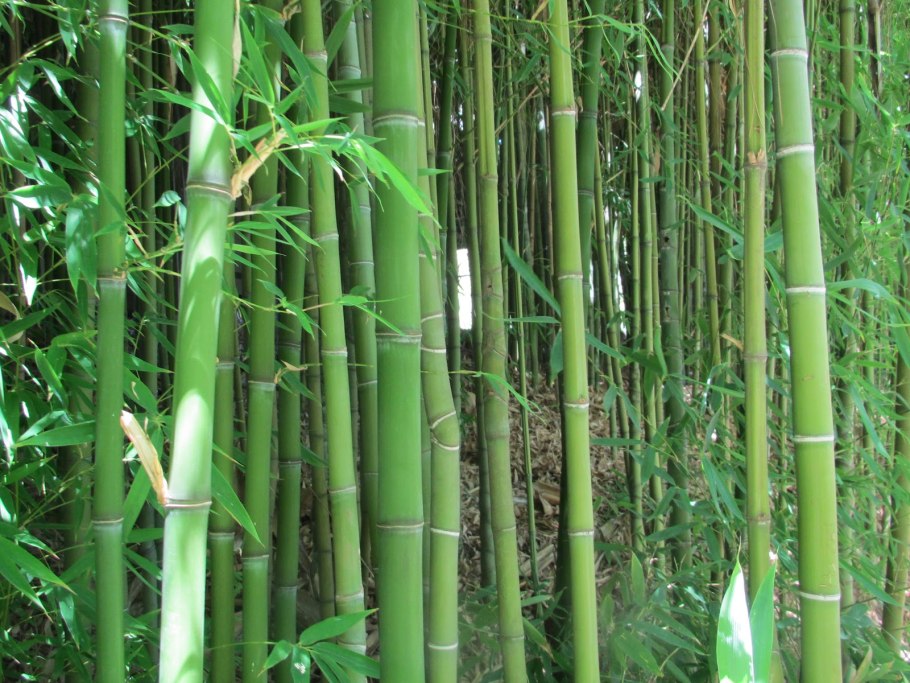 Бамбук комнатный