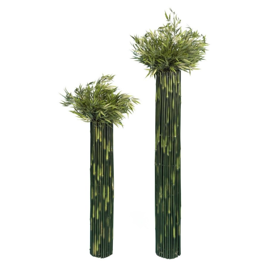 Бамбук Драцена Сандера