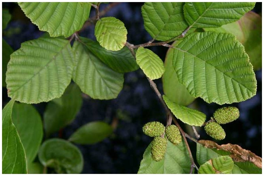 Ольха серая Alnus incana (l.) Moench