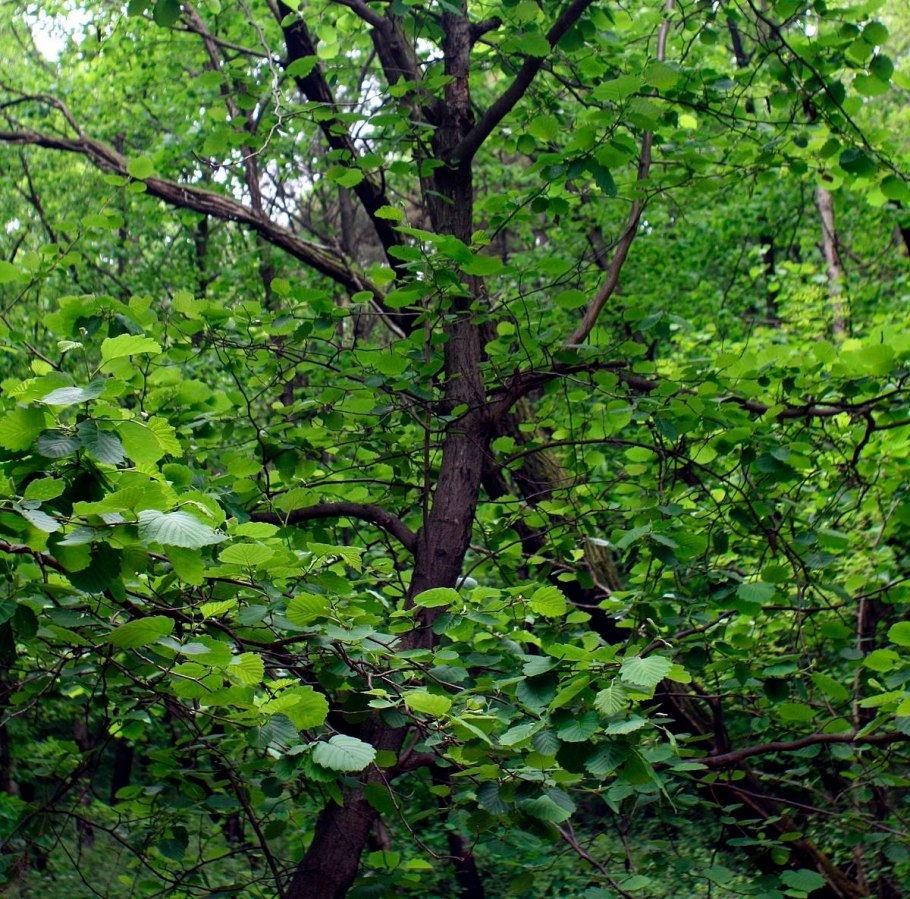 Alnus glutinosa monstrosa
