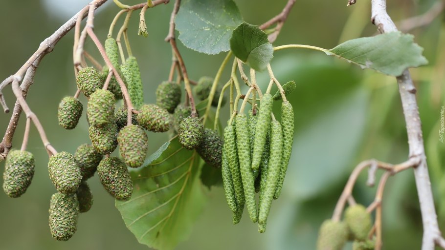 Ольха вислоплодная