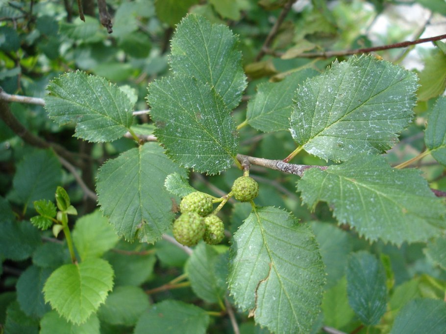 Ольха серая Лациниата (Alnus incana laciniata)