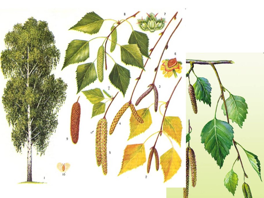 Ольха серая Alnus incana