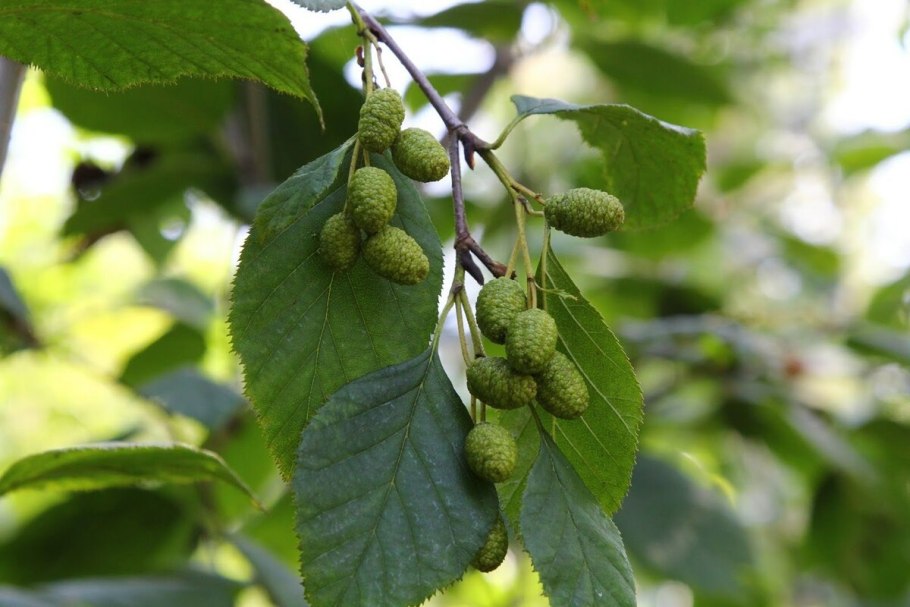 Ольха серая, или ольха белая (Alnus incana)