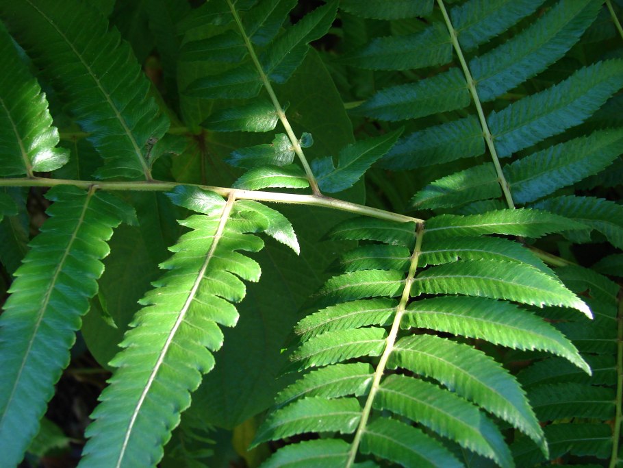 Пузырник (Colutea)