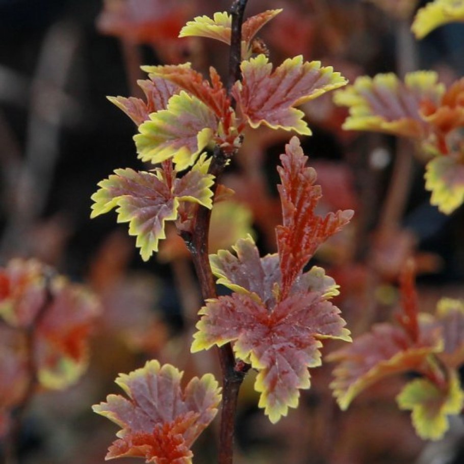 Пузырник древовидный