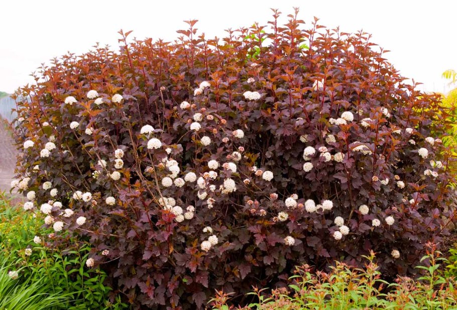 Пузыреплодник калинолистный little Angel