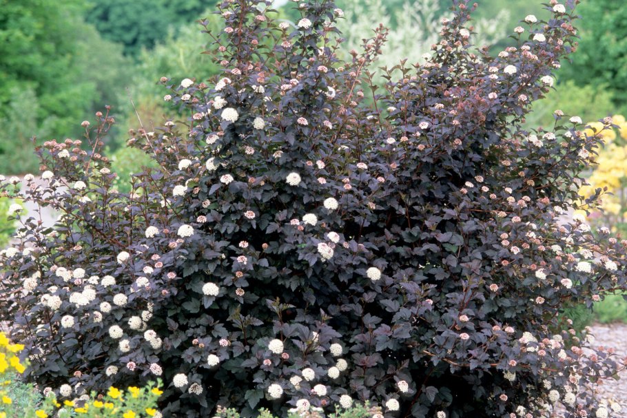 Пузыреплодник нанус