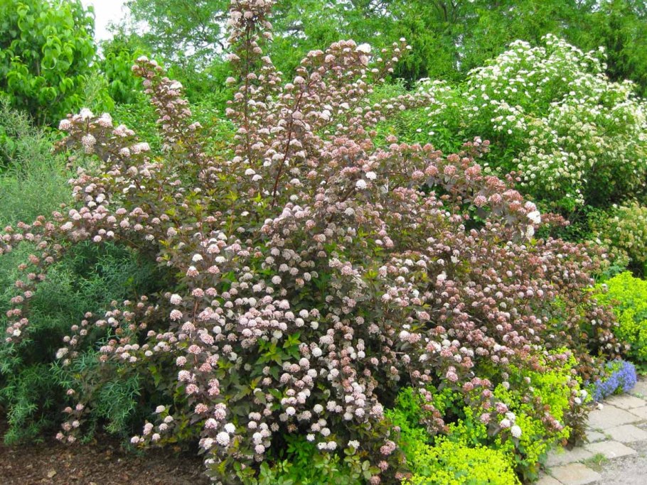 Пузыреплодник калинолистный - Physocarpus opulifolius 'Diabolo'