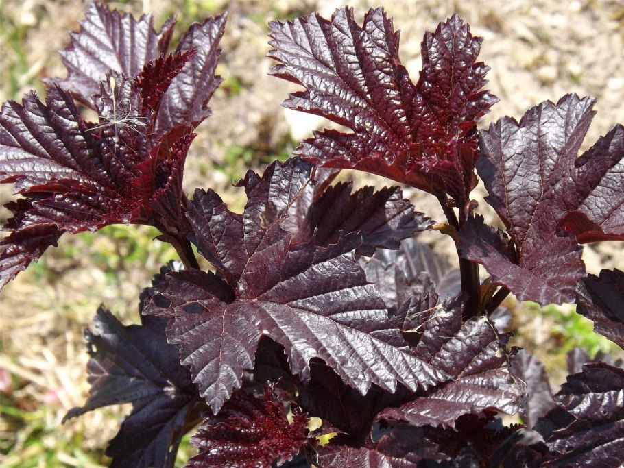 Пузыреплодник Дьяболо