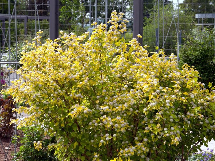 Карагана маньчжурская