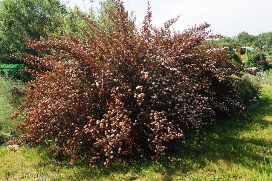 Пузыреплодник калинолистный Midnight