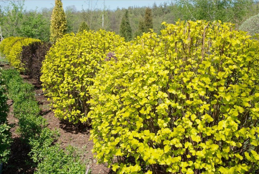 Пузыреплодник ред Барон изгородь