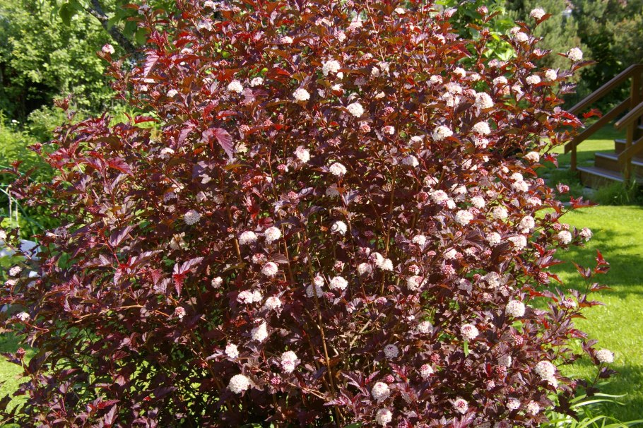 Пузыреплодник Дьяболо