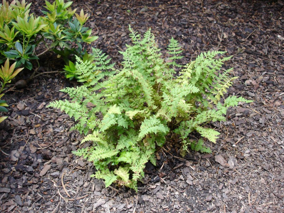 Пузырник луковиценосный