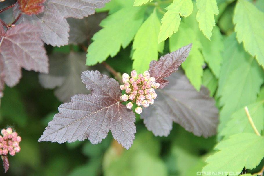 Пузыреплодник калинолистный Physocarpus opulifolius &#96;all Black