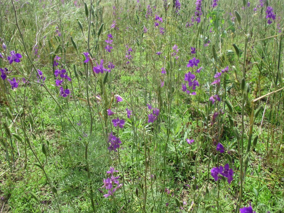 Живокость трава лечебная