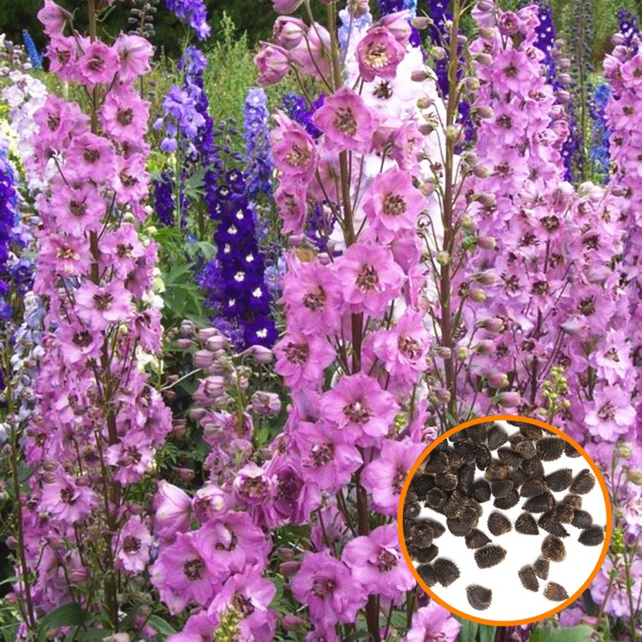 Живокость Полевая