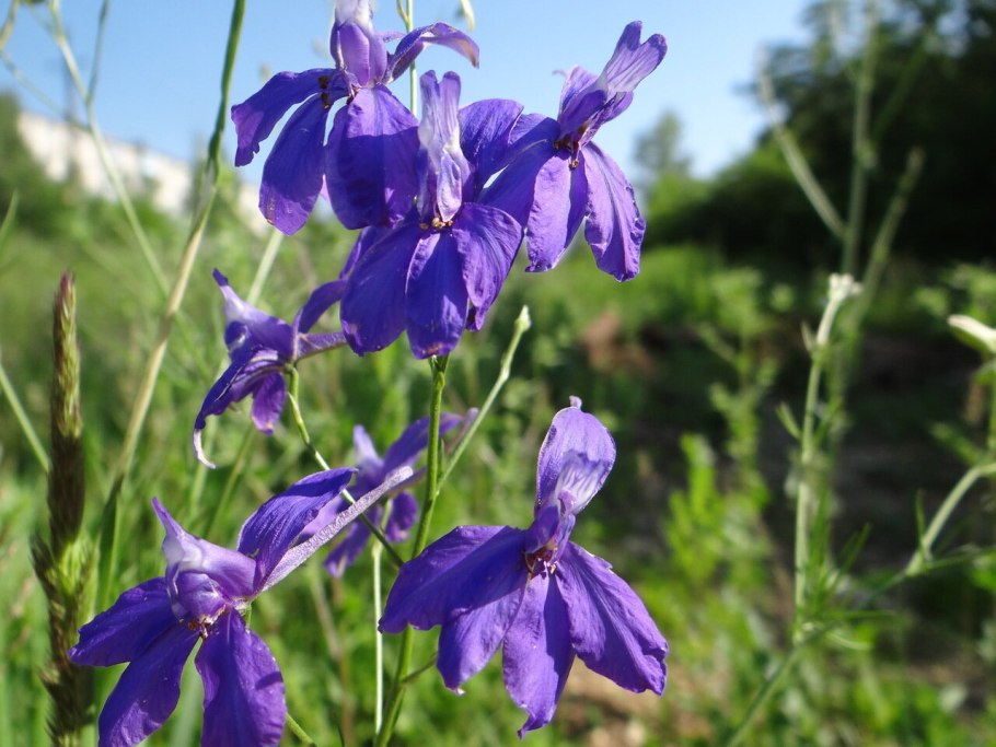 Консолида живокость полевая