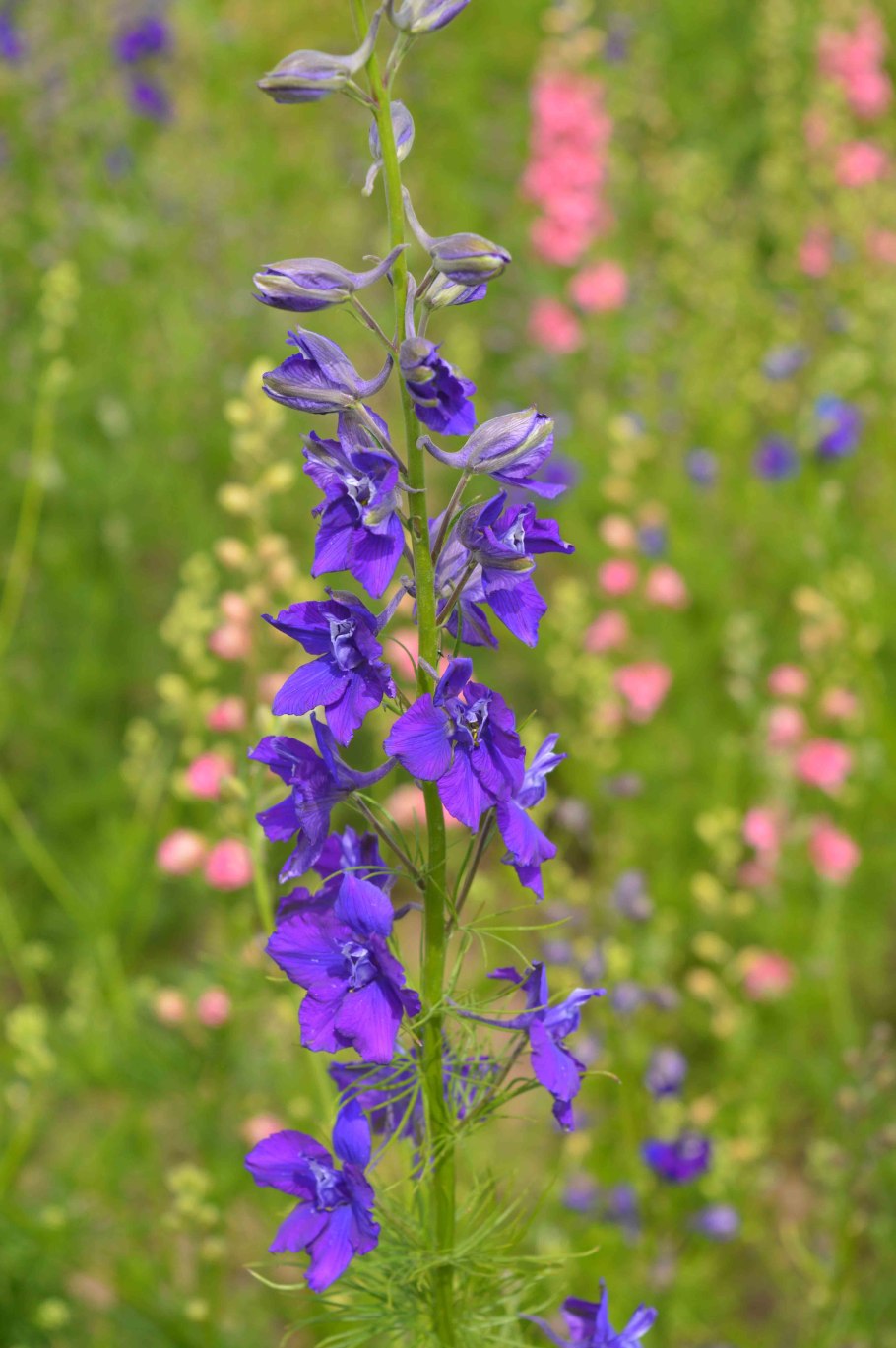 Дельфиниум живокость Полевая Ларкспур