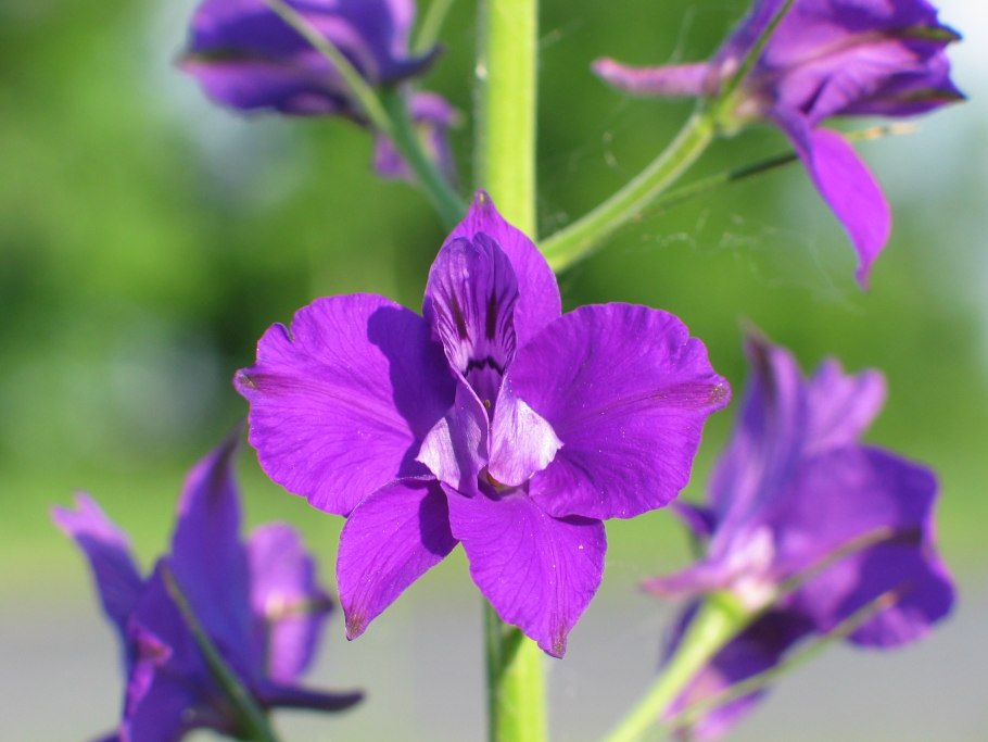 Дельфиниум новозеландский